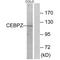 CCAAT Enhancer Binding Protein Zeta antibody, A04074-1, Boster Biological Technology, Western Blot image 