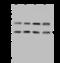 Leucine Zipper Transcription Factor Like 1 antibody, 202250-T44, Sino Biological, Western Blot image 