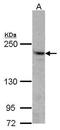 Phosphatidylinositol-4-Phosphate 3-Kinase Catalytic Subunit Type 2 Alpha antibody, GTX104640, GeneTex, Western Blot image 