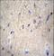 NEDD8 Activating Enzyme E1 Subunit 1 antibody, LS-C164736, Lifespan Biosciences, Immunohistochemistry paraffin image 