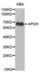 SRBC antibody, abx001132, Abbexa, Western Blot image 