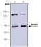 MDM2 Proto-Oncogene antibody, NB600-1312, Novus Biologicals, Western Blot image 