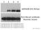 H3 Histone Family Member 3B antibody, ab92628, Abcam, Western Blot image 