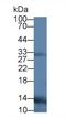 TNF Superfamily Member 11 antibody, LS-C685156, Lifespan Biosciences, Western Blot image 