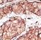 Toll Like Receptor 5 antibody, LS-C98275, Lifespan Biosciences, Immunohistochemistry frozen image 