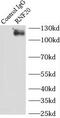 Ring Finger Protein 20 antibody, FNab07349, FineTest, Immunoprecipitation image 