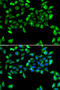 Eukaryotic Translation Initiation Factor 3 Subunit H antibody, STJ29104, St John