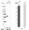 Quiescin Sulfhydryl Oxidase 1 antibody, NBP2-58318, Novus Biologicals, Western Blot image 