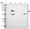 EYA Transcriptional Coactivator And Phosphatase 4 antibody, PA5-52113, Invitrogen Antibodies, Western Blot image 