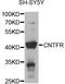 Ciliary Neurotrophic Factor Receptor antibody, LS-C747526, Lifespan Biosciences, Western Blot image 