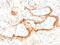 Elastin antibody, NBP2-75770, Novus Biologicals, Immunohistochemistry paraffin image 