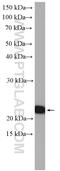 Leucine Zipper And CTNNBIP1 Domain Containing antibody, 14543-1-AP, Proteintech Group, Western Blot image 