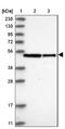 Spermine Synthase antibody, NBP1-87812, Novus Biologicals, Western Blot image 
