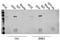 GFP antibody, NB600-303, Novus Biologicals, Immunoprecipitation image 