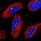Zinc Finger Protein 514 antibody, NBP1-82232, Novus Biologicals, Immunofluorescence image 