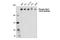 RNA Polymerase II Subunit A antibody, 14934S, Cell Signaling Technology, Western Blot image 