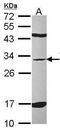 Tyrosine 3-Monooxygenase/Tryptophan 5-Monooxygenase Activation Protein Eta antibody, PA5-28113, Invitrogen Antibodies, Western Blot image 