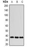 Hypoxia Up-Regulated 1 antibody, orb376700, Biorbyt, Western Blot image 