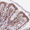 KIAA0115 antibody, NBP2-38681, Novus Biologicals, Immunohistochemistry paraffin image 