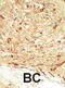 Serine/threonine-protein kinase 4 antibody, abx033765, Abbexa, Immunohistochemistry frozen image 