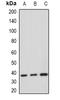 Heparin Binding Growth Factor antibody, orb378100, Biorbyt, Western Blot image 