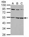 Glycine Receptor Alpha 2 antibody, TA308886, Origene, Western Blot image 