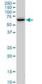 Fem-1 Homolog A antibody, H00055527-D01P, Novus Biologicals, Western Blot image 