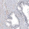 Transmembrane Protein 43 antibody, HPA019198, Atlas Antibodies, Immunohistochemistry frozen image 