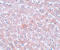 Arginine And Serine Rich Coiled-Coil 1 antibody, A12655, Boster Biological Technology, Immunohistochemistry frozen image 