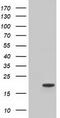 Tetratricopeptide Repeat Domain 32 antibody, TA501343S, Origene, Western Blot image 