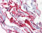 Aquaporin 8 antibody, 51-424, ProSci, Immunohistochemistry paraffin image 