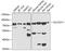 Solute Carrier Family 22 Member 11 antibody, GTX33503, GeneTex, Western Blot image 