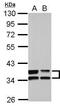 Annexin A3 antibody, PA5-27884, Invitrogen Antibodies, Western Blot image 