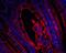 Cyclin-dependent kinase inhibitor 2A, isoforms 1/2/3 antibody, A00016-1, Boster Biological Technology, Immunofluorescence image 