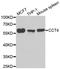 Chaperonin Containing TCP1 Subunit 4 antibody, A6548, ABclonal Technology, Western Blot image 