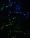 SMAD Family Member 9 antibody, GTX64515, GeneTex, Immunofluorescence image 