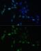 MADH9 antibody, GTX64515, GeneTex, Immunofluorescence image 