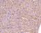 Adrenoceptor Beta 2 antibody, A00072-1, Boster Biological Technology, Immunohistochemistry paraffin image 