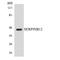 Serpin Family B Member 12 antibody, LS-C200655, Lifespan Biosciences, Western Blot image 