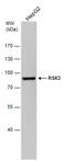 Ribosomal Protein S6 Kinase A2 antibody, GTX111247, GeneTex, Western Blot image 