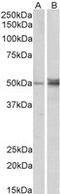 Forkhead Box L2 antibody, MBS420788, MyBioSource, Western Blot image 