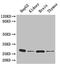 Tyrosine 3-Monooxygenase/Tryptophan 5-Monooxygenase Activation Protein Eta antibody, LS-C285612, Lifespan Biosciences, Western Blot image 