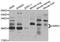 Cysteine and glycine-rich protein 2 antibody, A09508, Boster Biological Technology, Western Blot image 