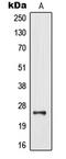 MOB Kinase Activator 3B antibody, MBS820656, MyBioSource, Western Blot image 