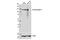 Toll Like Receptor 9 antibody, 13674S, Cell Signaling Technology, Western Blot image 