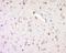 Synaptojanin 1 antibody, orb158533, Biorbyt, Immunohistochemistry paraffin image 