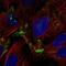 Adenosine A1 Receptor antibody, NBP2-58443, Novus Biologicals, Immunofluorescence image 