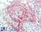 Homeobox C6 antibody, LS-B10577, Lifespan Biosciences, Immunohistochemistry paraffin image 