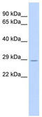 Tripartite Motif Containing 55 antibody, TA331536, Origene, Western Blot image 