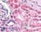 HIF1-alpha antibody, LS-B2823, Lifespan Biosciences, Immunohistochemistry frozen image 